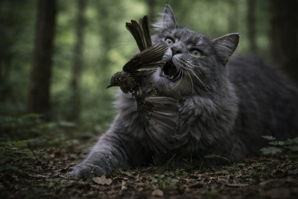 Please, don’t feed the (feral) cats.